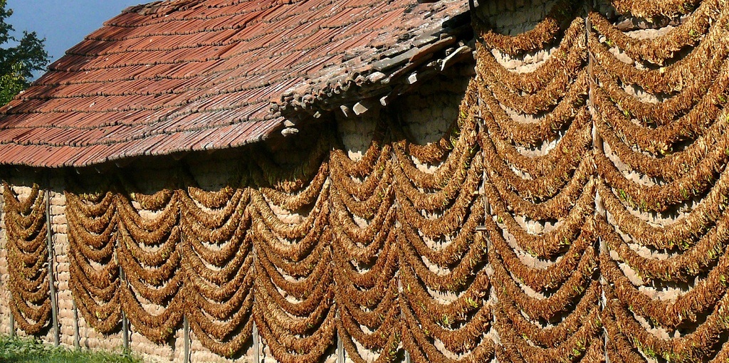 Drying Tobacco, Prilep - (Photo by: Flickr, Yahoo)